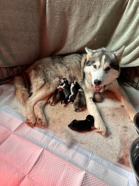 Bella with her first Pomsky litter