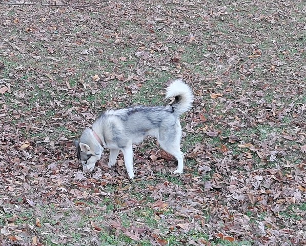 Bella outside playing