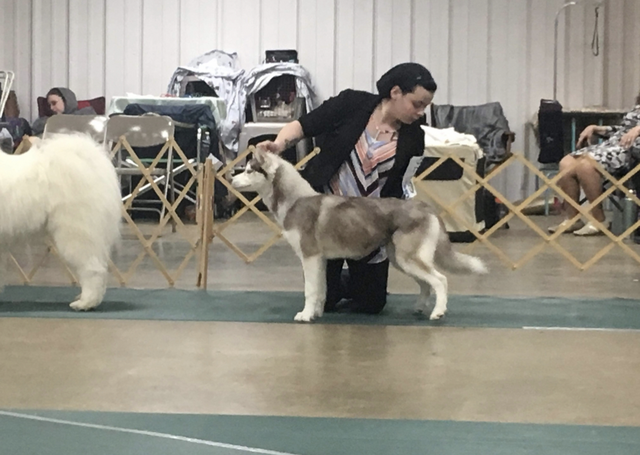 Bella at the UKC Dog show