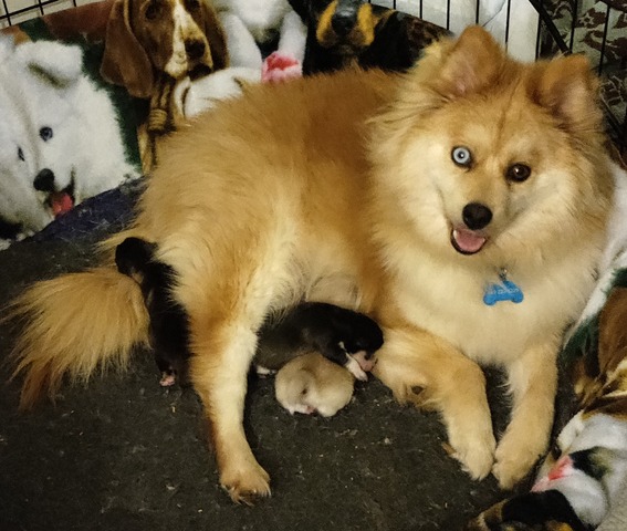 Mini Husky Ruby in the whelping box