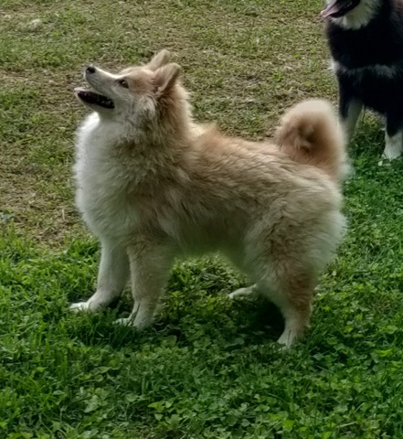 Pomsky Ruby playing outside