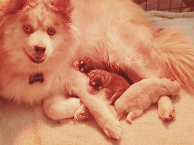 Ruby and F2B Pomsky puppies